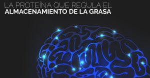 Científicos han descubierto la proteína que se encarga de almacenar la grasa.